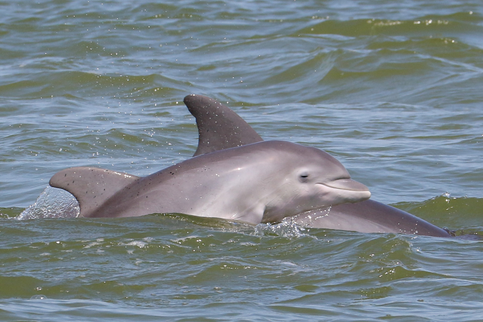 Galveston Bay Foundation – Guardian of Galveston Bay since 1987