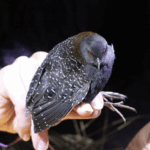Black Rail Bird
