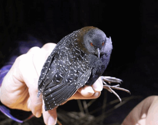 Black Rail Bird