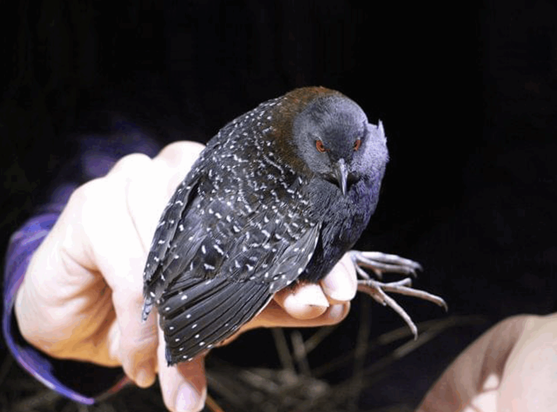 Black Rail Bird