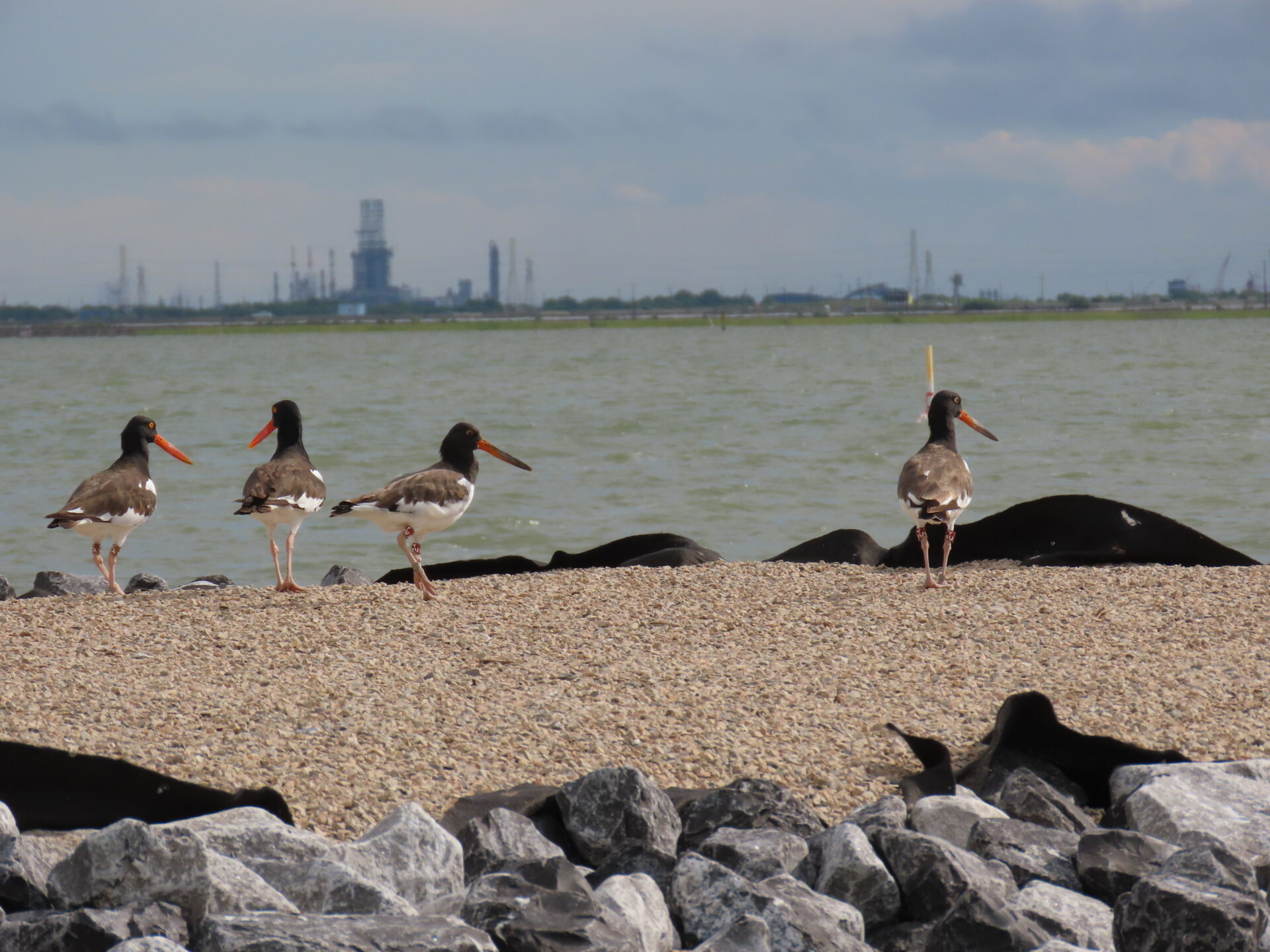 Oystercatchers in Jones Bay